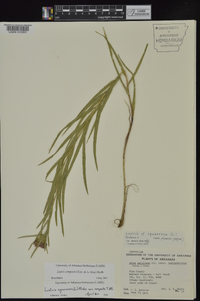 Liatris compacta image