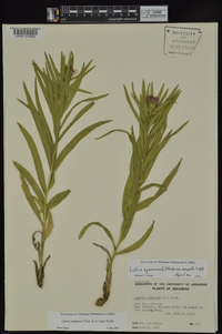 Liatris compacta image