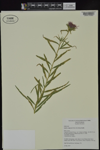 Liatris compacta image