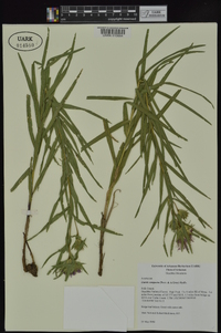 Liatris compacta image