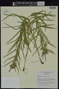 Liatris compacta image