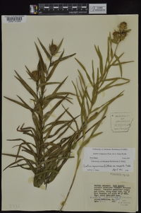 Liatris compacta image