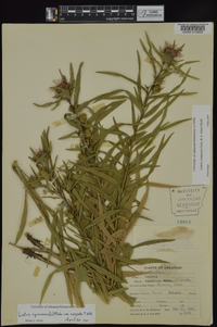 Liatris compacta image