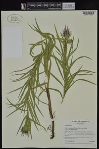 Liatris compacta image