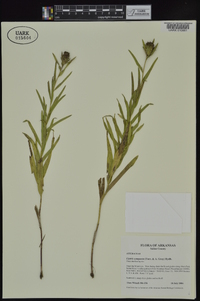 Liatris compacta image