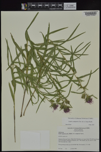 Liatris compacta image