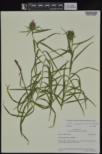 Liatris compacta image