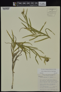 Liatris compacta image