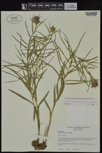 Liatris compacta image