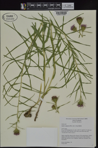 Liatris compacta image