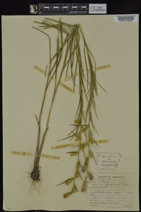 Liatris cylindracea image