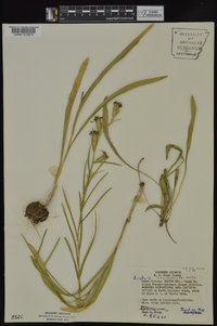 Liatris cylindracea image