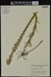 Liatris elegans image