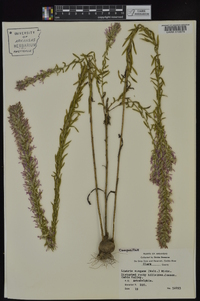 Liatris elegans var. elegans image