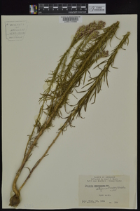 Liatris elegans image