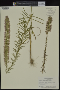 Liatris elegans image