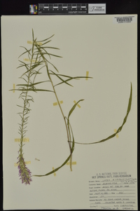 Liatris elegans image