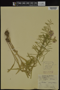 Liatris elegans var. elegans image