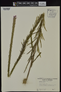 Liatris elegans image