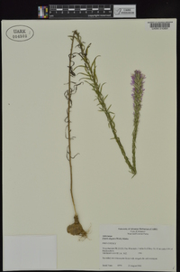 Liatris elegans var. elegans image