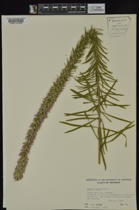 Liatris elegans var. elegans image