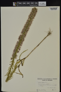 Liatris elegans image