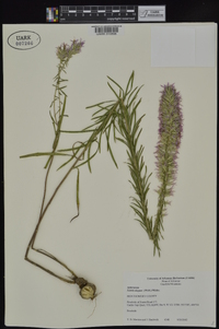 Liatris elegans var. elegans image