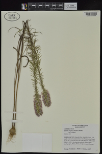 Liatris elegans var. elegans image