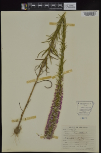 Liatris elegans image