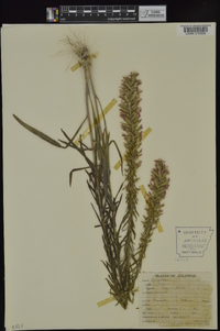 Liatris elegans image