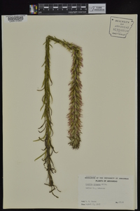 Liatris elegans image