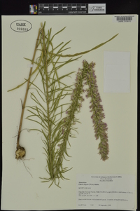 Liatris elegans image