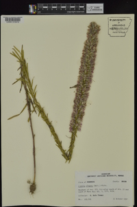 Liatris elegans var. elegans image