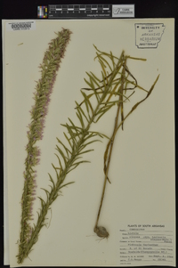 Liatris elegans image