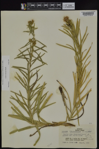 Liatris hirsuta image