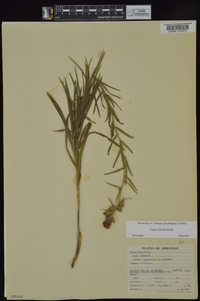 Liatris hirsuta image