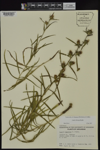 Liatris hirsuta image