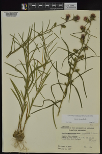 Liatris hirsuta image