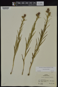 Liatris hirsuta image