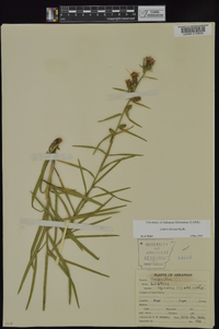 Liatris hirsuta image