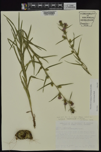 Liatris hirsuta image