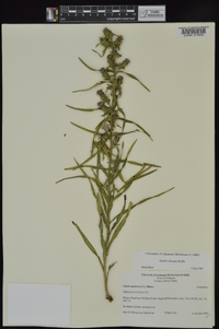 Liatris hirsuta image