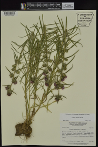 Liatris hirsuta image