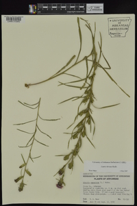 Liatris hirsuta image