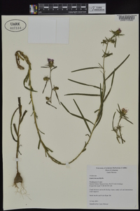 Liatris hirsuta image