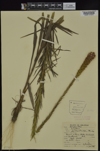 Liatris pycnostachya image