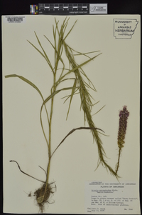 Liatris pycnostachya image