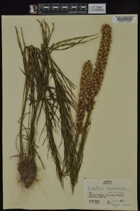 Liatris pycnostachya image