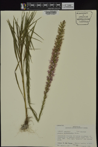 Liatris pycnostachya image