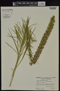 Liatris pycnostachya var. pycnostachya image